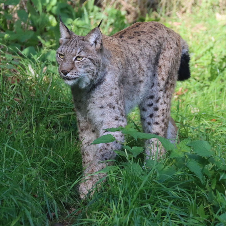 Eurasian Lynx