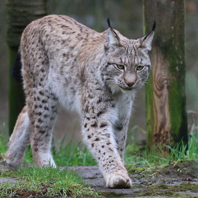 European Lynx
