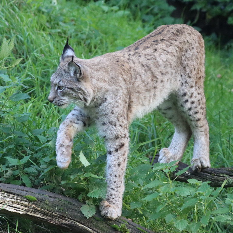 Northern Lynx