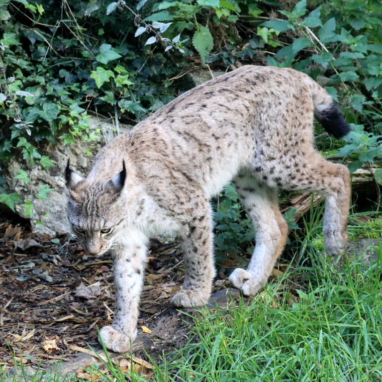 Lynx