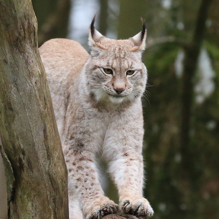 Eurasian Lynx