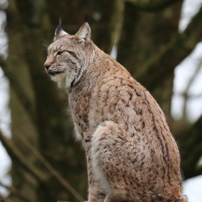 Lynx