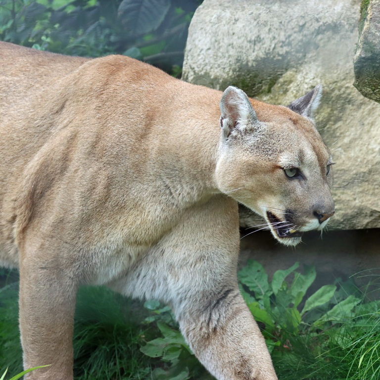 Puma