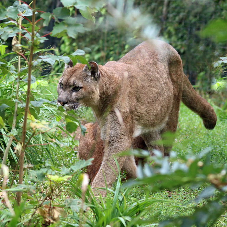 Patagonian Puma
