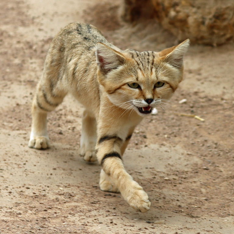 Sand Cat