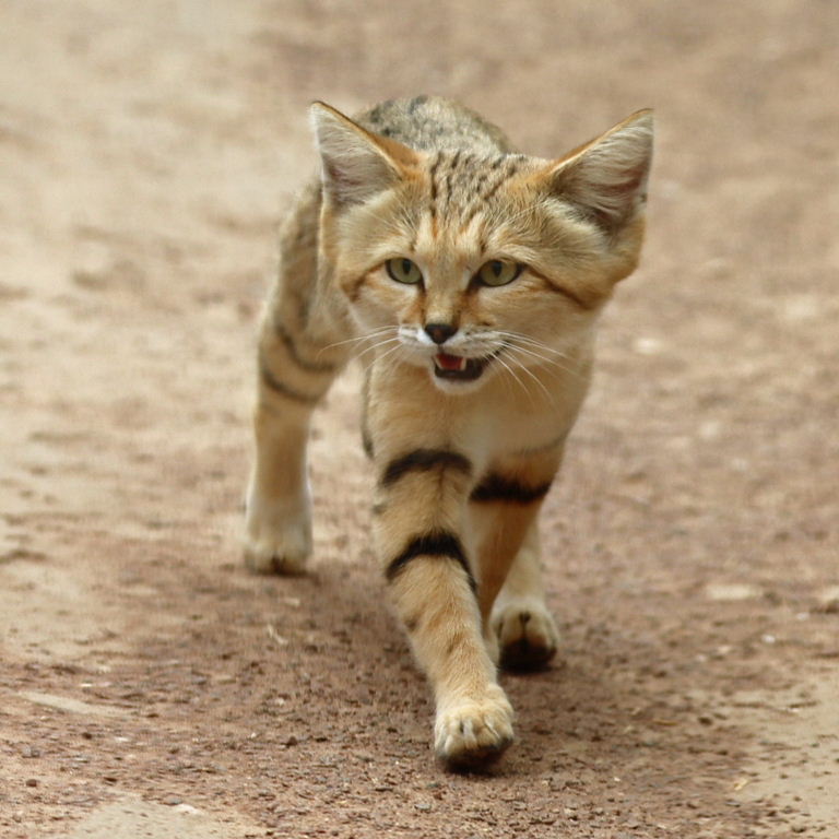 Sand Cat