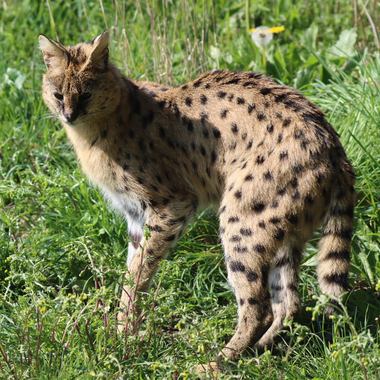 Serval