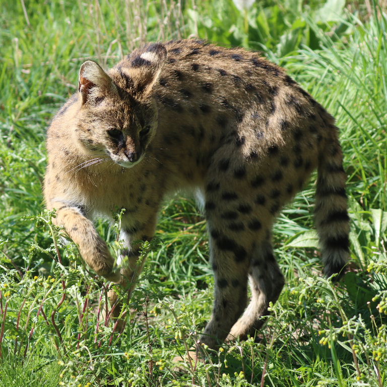 Serval
