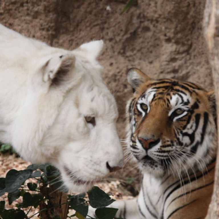 White and Orange Tigers