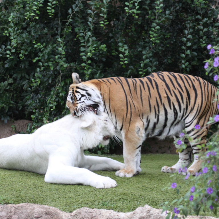 White and Orange Tigers