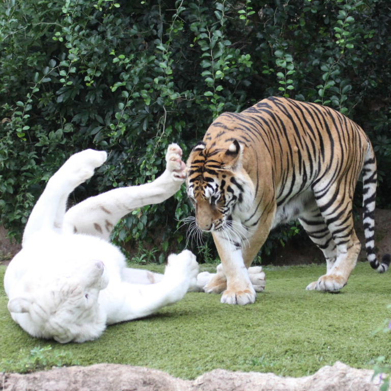 White and Orange Tigers frolicking