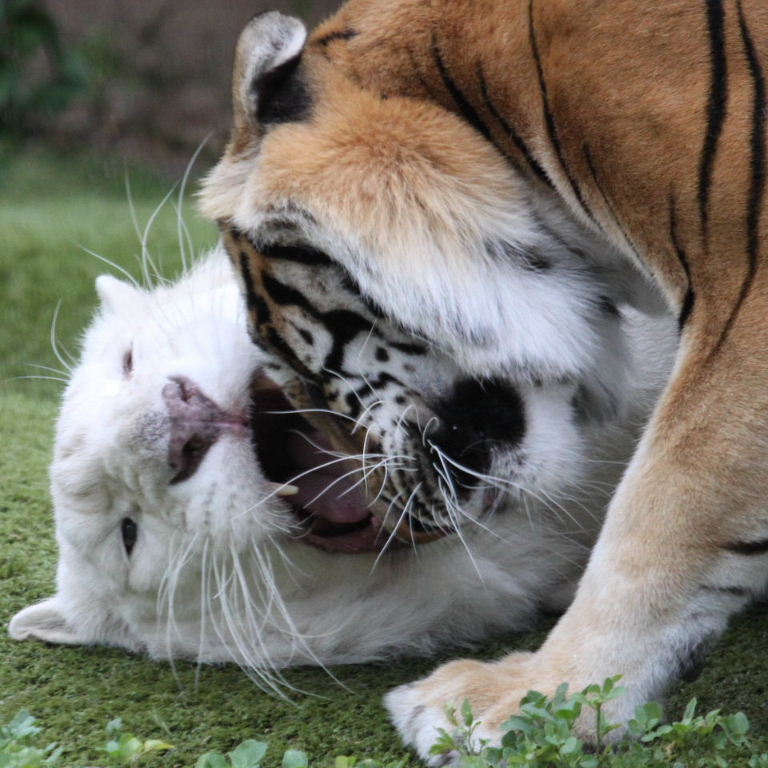 White and Orange Tigers