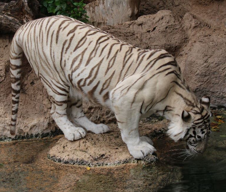 Sandy White Tiger