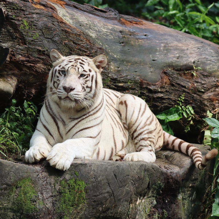 Sandy White Tiger