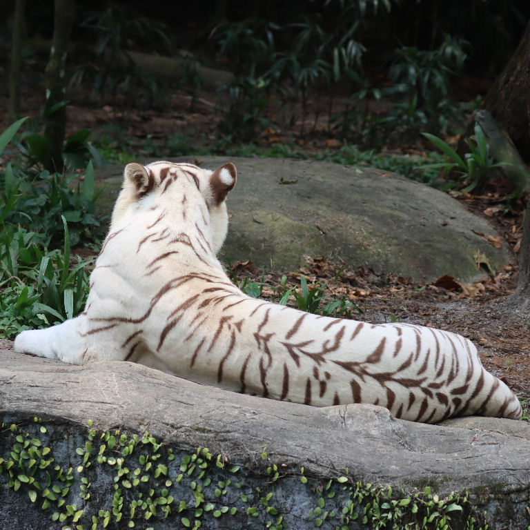 Sandy White Tiger