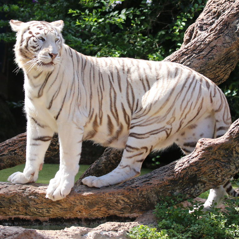 Sandy White Tiger