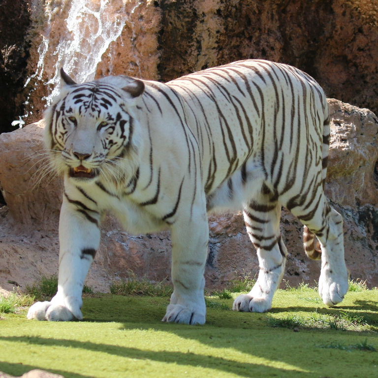 Sandy White Tiger