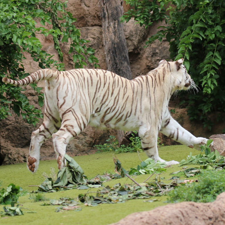 Sandy White Tiger
