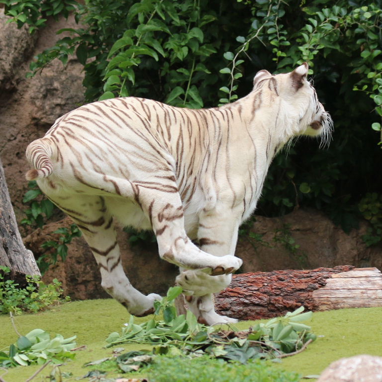 Sandy White Tiger
