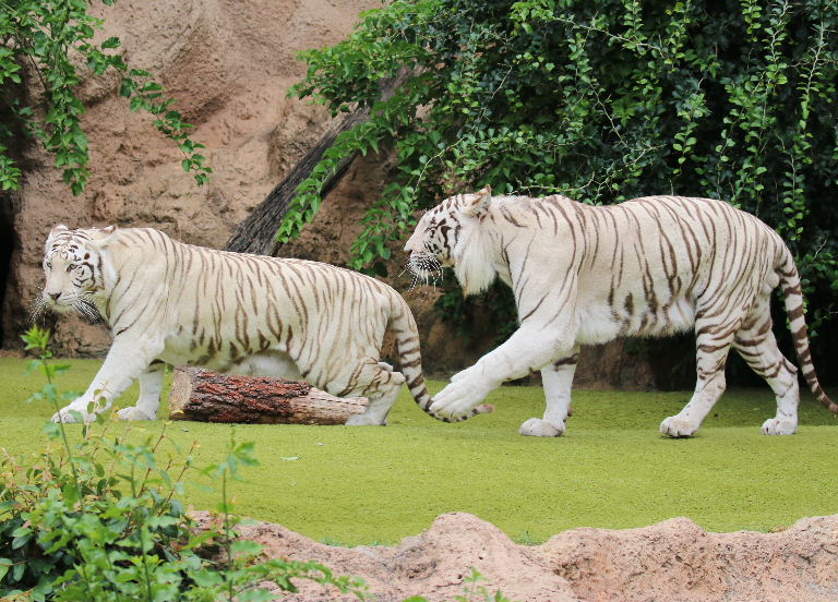 Sandy White Tigers mating