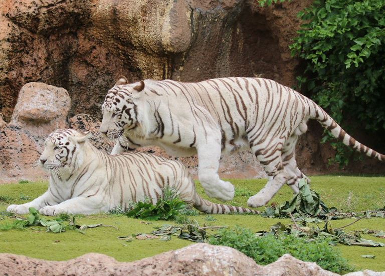 Sandy White Tigers mating