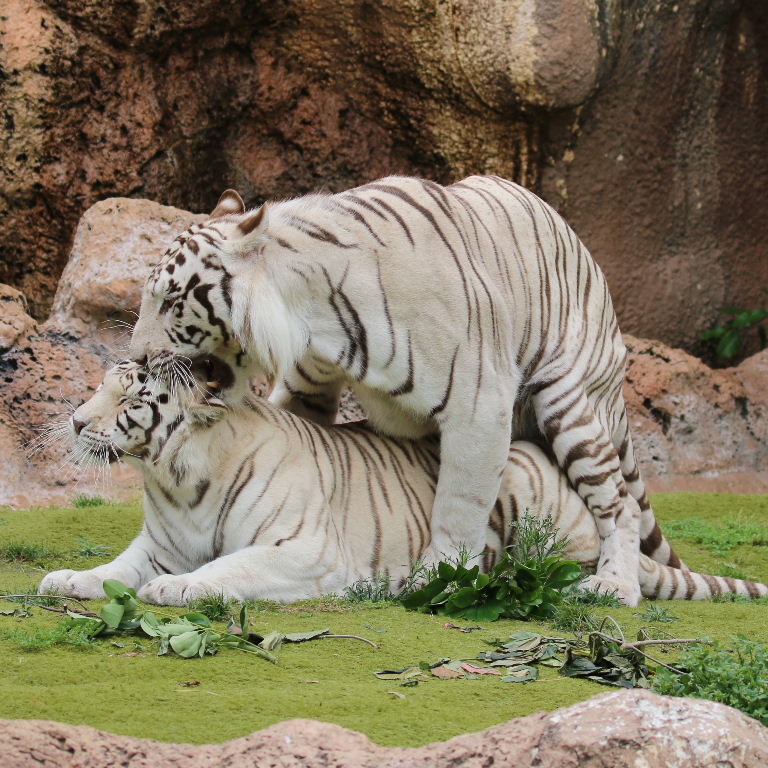 Sandy White Tigers mating