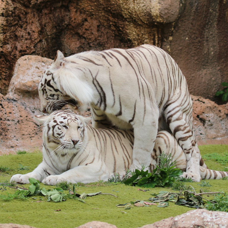 Sandy White Tigers mating