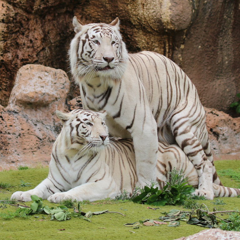 Sandy White Tigers mating