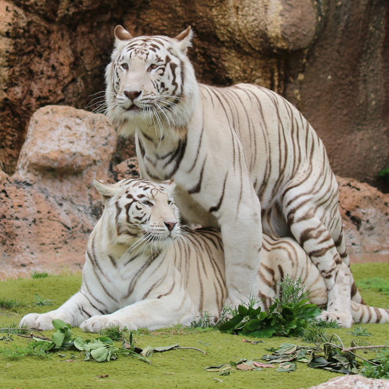 Sandy White Tigers mating