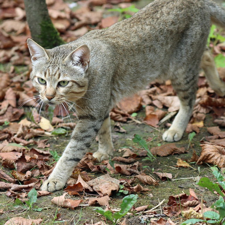 Arabian Wildcat