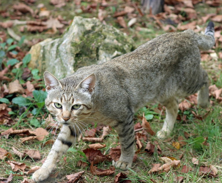 Oman Wildcat
