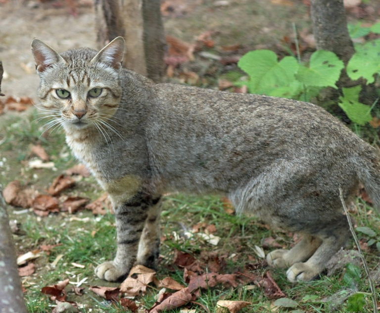 Oman Wildcat