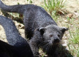 Binturong baby