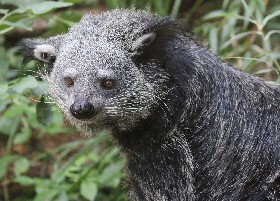 Binturong
