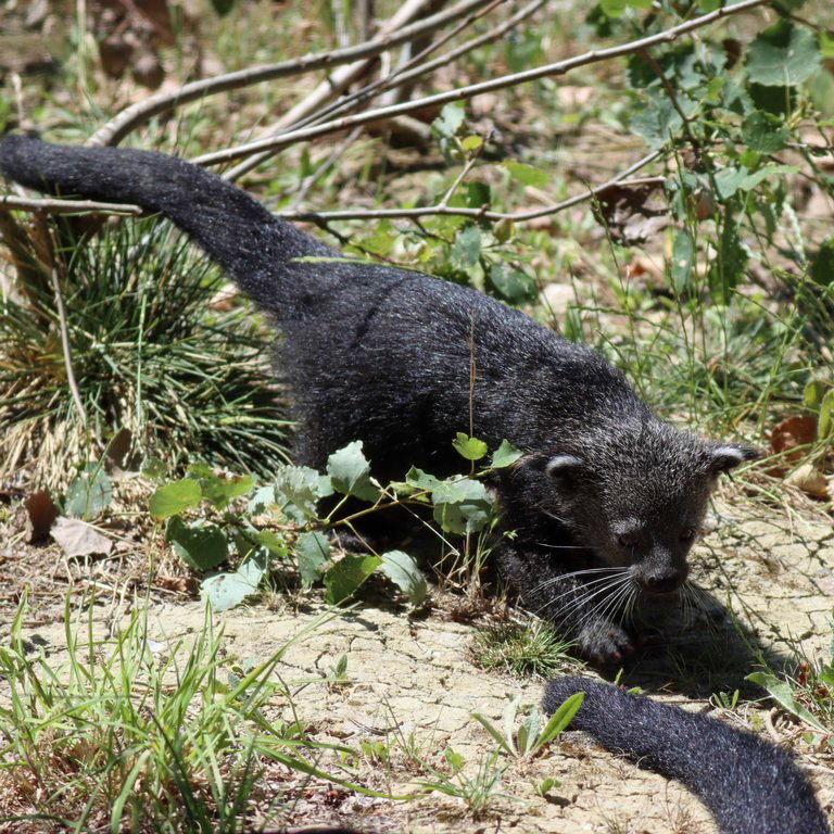 Binturong baby