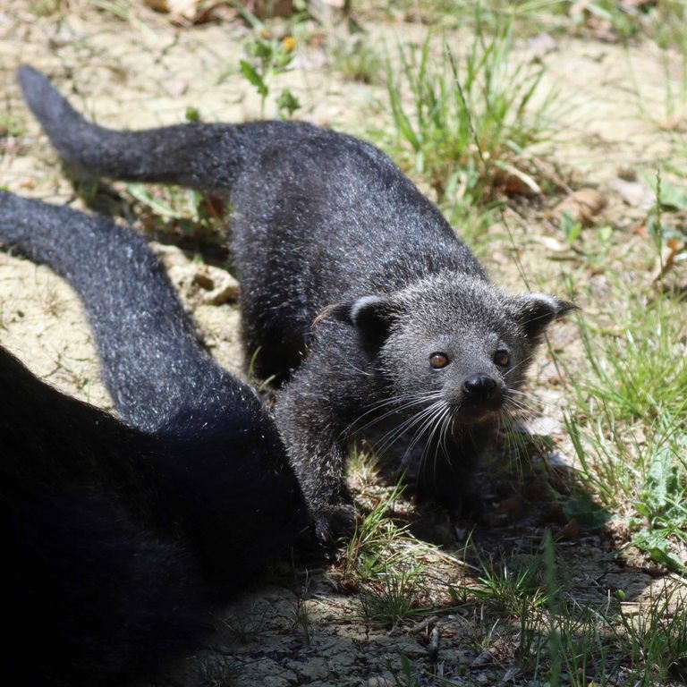 Binturong baby