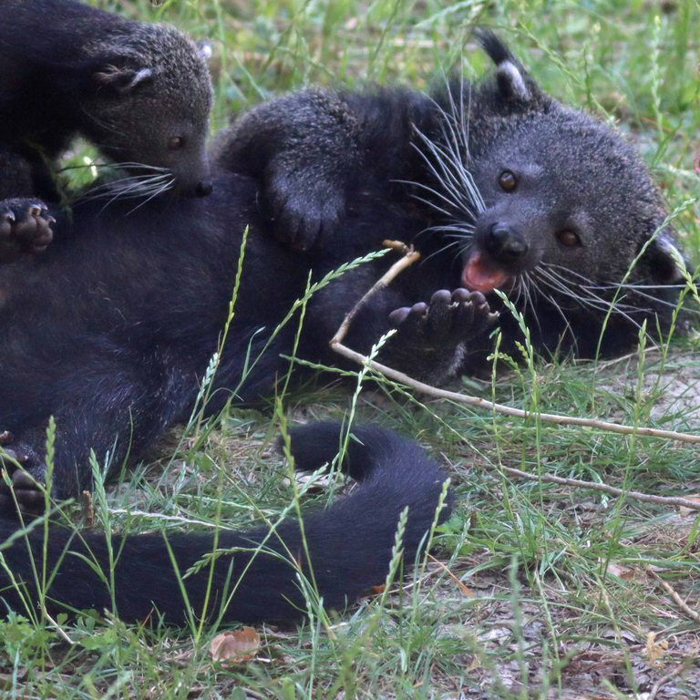 Binturong baby