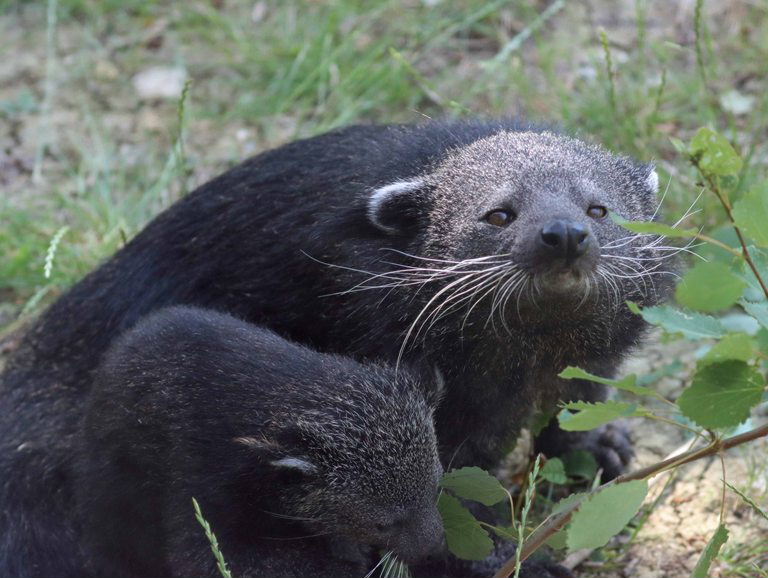 Binturong baby