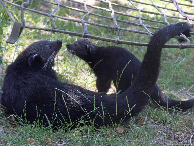 Binturong baby