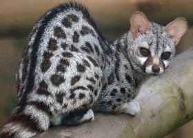 Pardine Genet