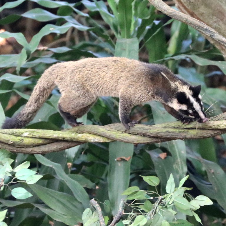 Masked Palm Civet