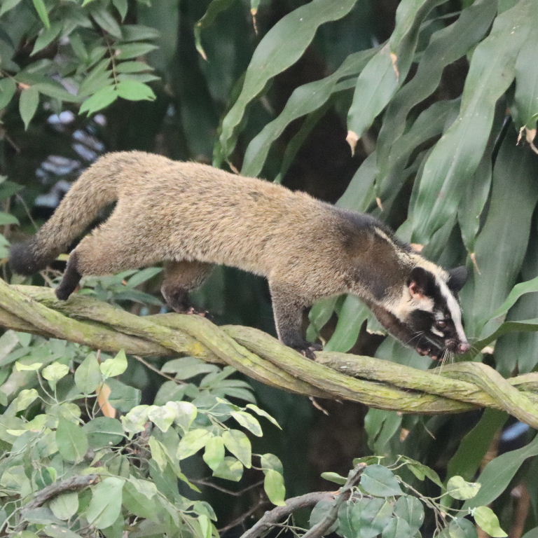 White-masked Palm Civet
