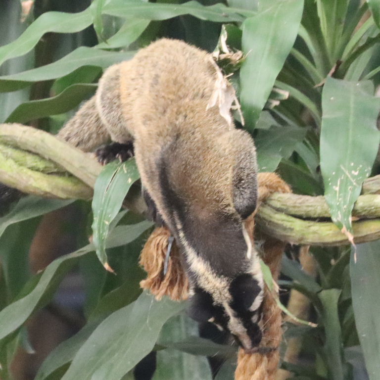 White-masked Palm Civet