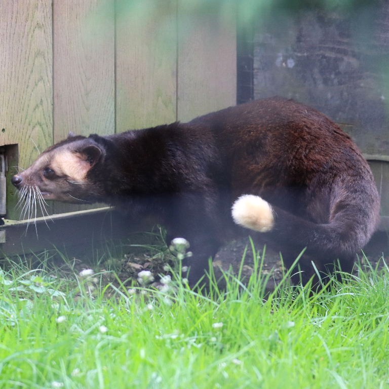 Sumatran White-bearded Civet