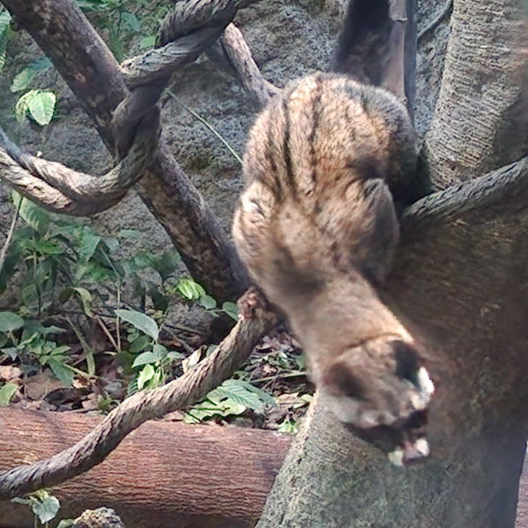 Common Palm Civet