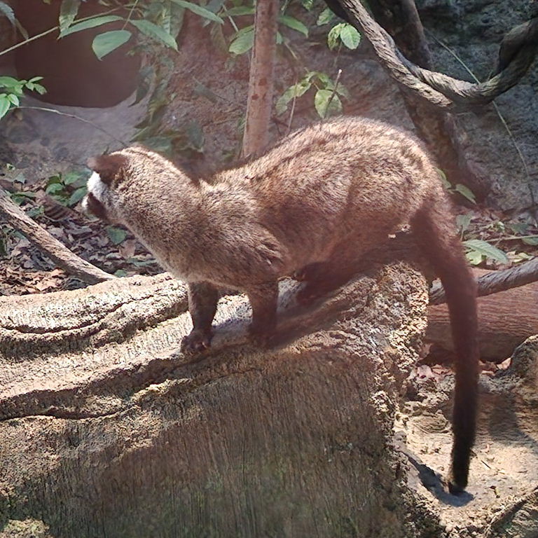 Common Palm Civet