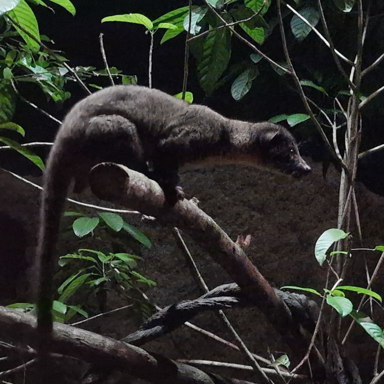 Small-toothed Palm Civet