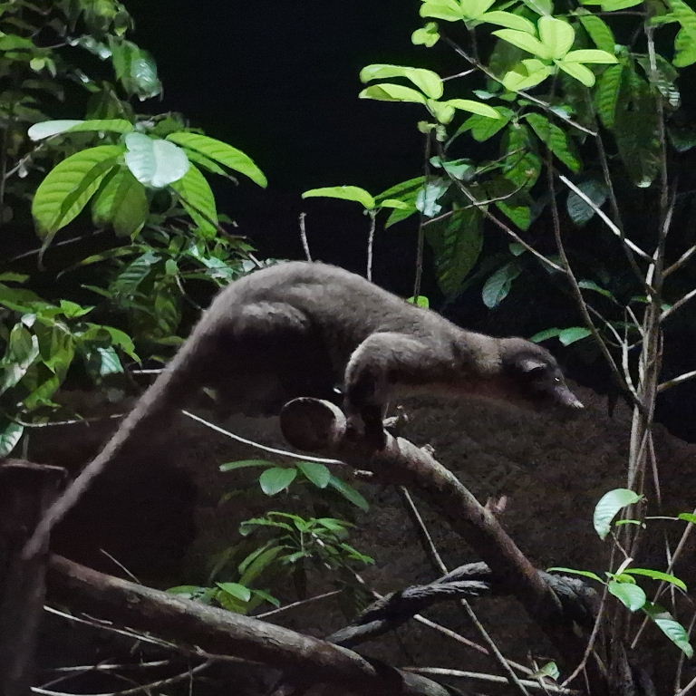 Small-toothed Palm Civet