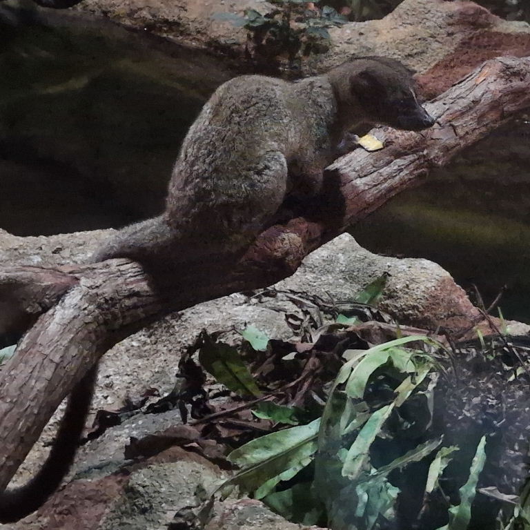 Small-toothed Palm Civet