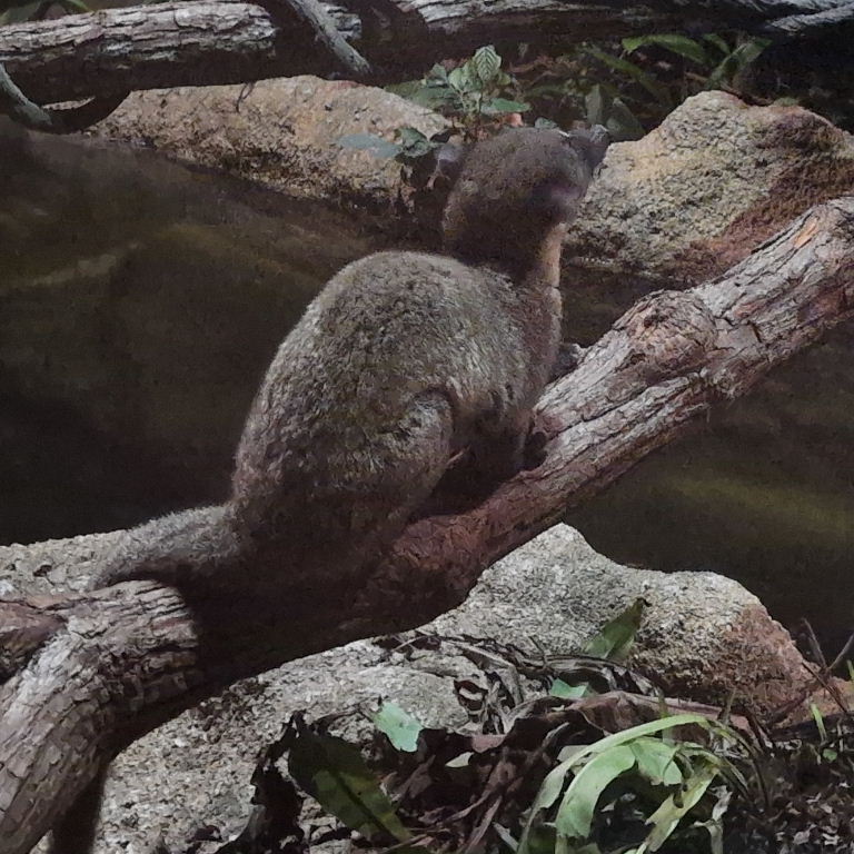 Small-toothed Palm Civet